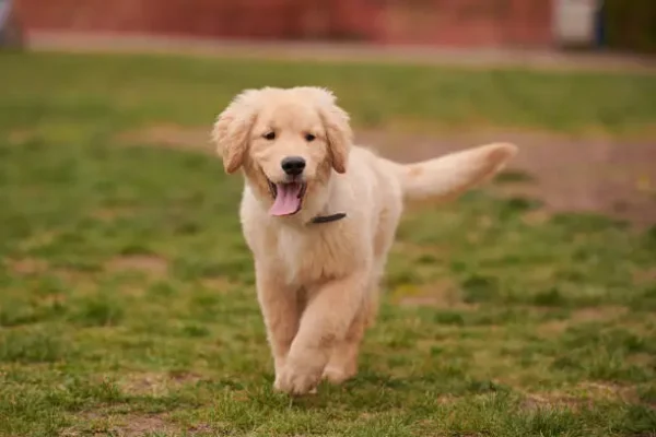 Golden Retriever Puppies